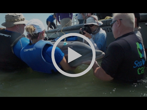 Dispatches From The Gulf - 2 (Sizzle Reel)